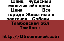 Шпиц - чудесный мальчик айс-крем › Цена ­ 20 000 - Все города Животные и растения » Собаки   . Тамбовская обл.,Тамбов г.